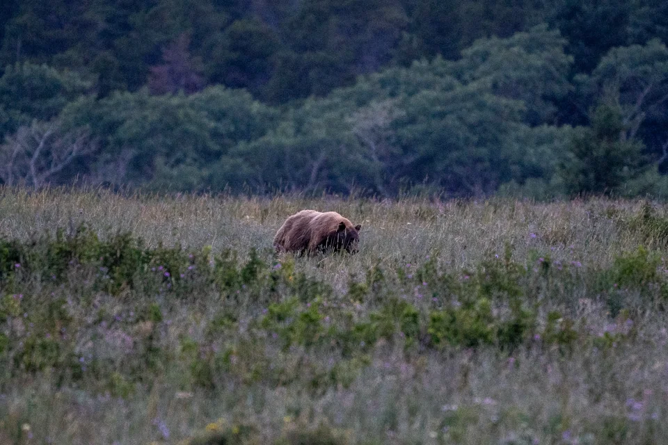 Shadow in the Meadow