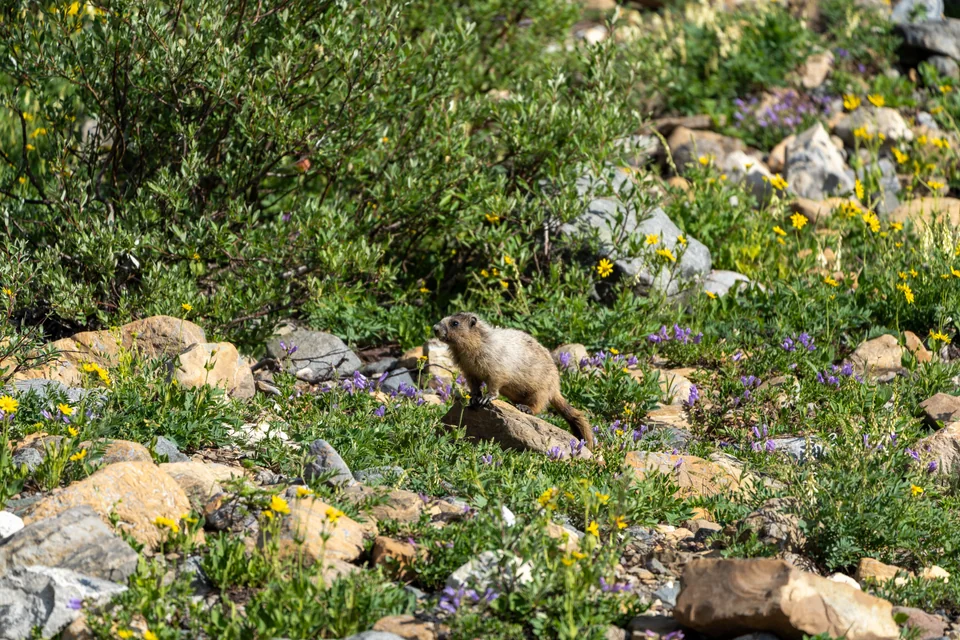 Among the Flowers