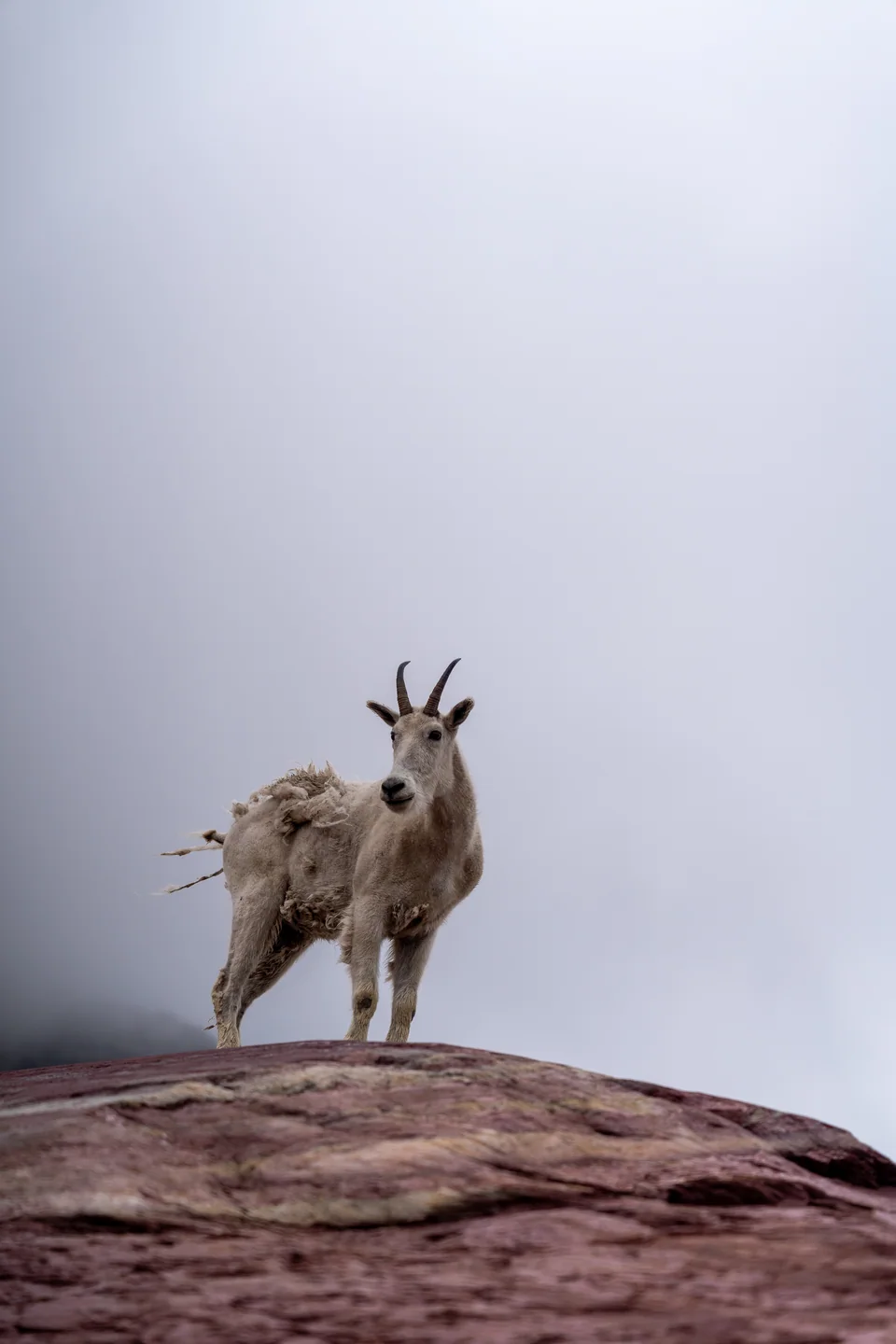 Above the Veil