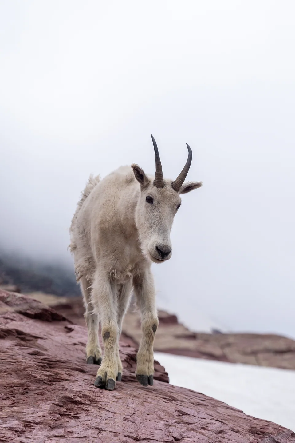 Glacier National Park, MT (2024) - Son Nguyen