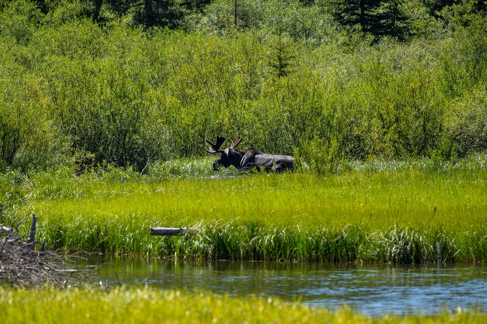 Moose in the Marsh