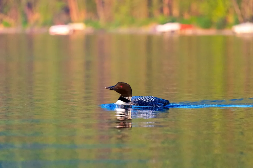 Solitary Loon