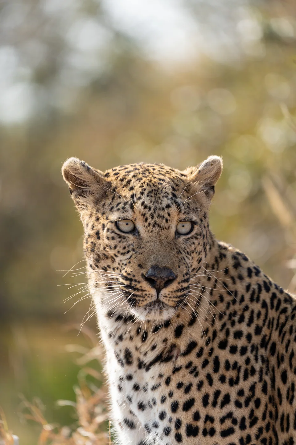 Kruger National Park, South Africa (2025) - Son Nguyen